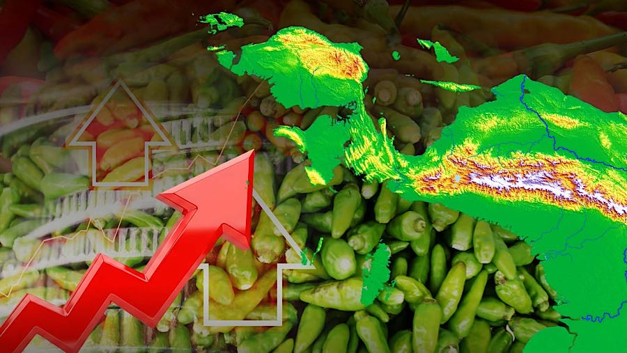 Akhir Tahun, Harga Cabai Rawit Naik 52%, di Papua Tembus Rp200 RibuKg. (Foto: Diolah dari Berbagai Sumber)