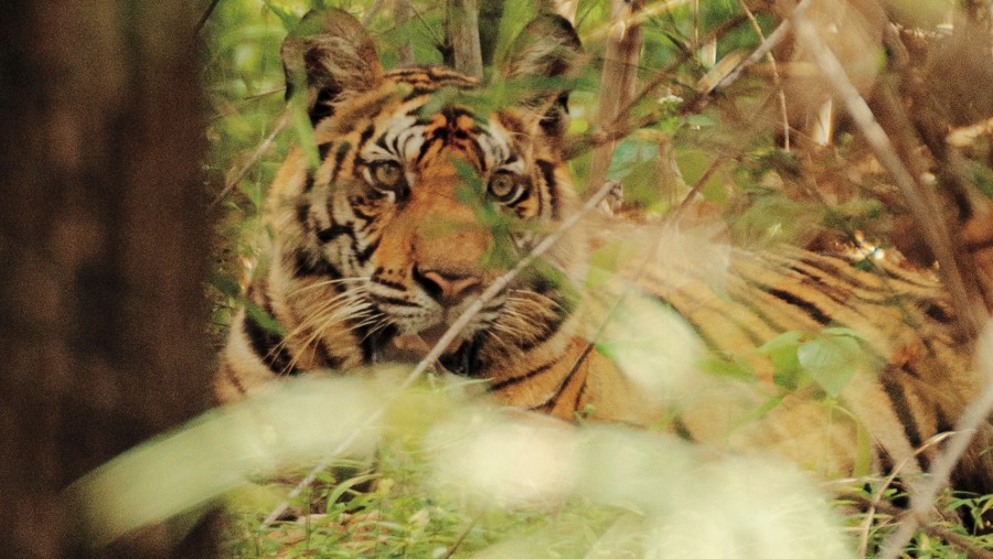 Seekor harimau terlihat oleh penulis di Taman Nasional Bandhavgarh. Fotografer: Chris Schalkx untuk Bloomberg Businessweek.