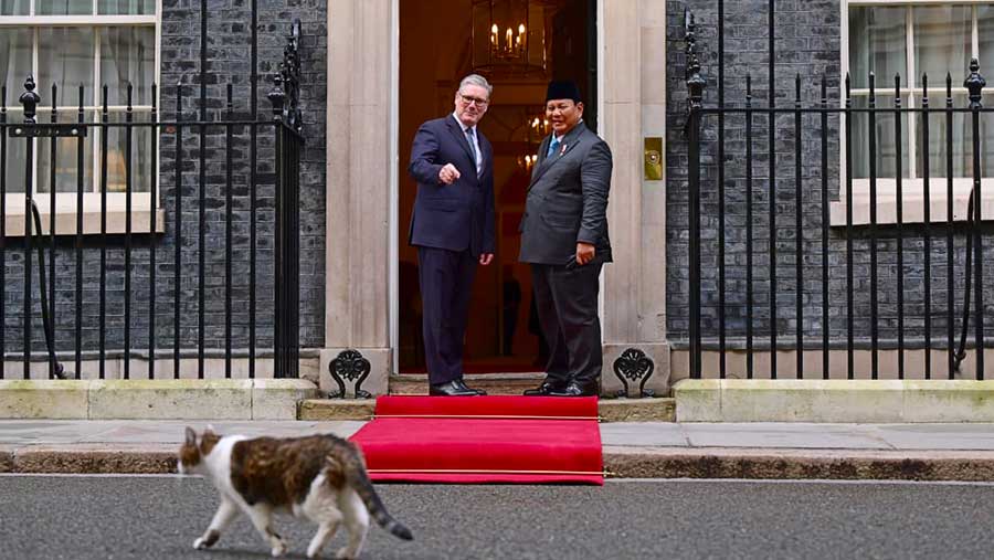 Larry The Cat, kucing domestik yang tinggal di Kantor PM Inggris Keir Starmer. (Dok BPMI)