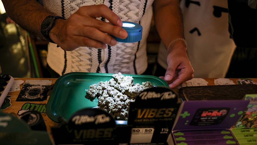 Industri ganja yang berkembang pesat justru memicu reaksi keras di dalam negeri. (Valeria Mongelli/Bloomberg)