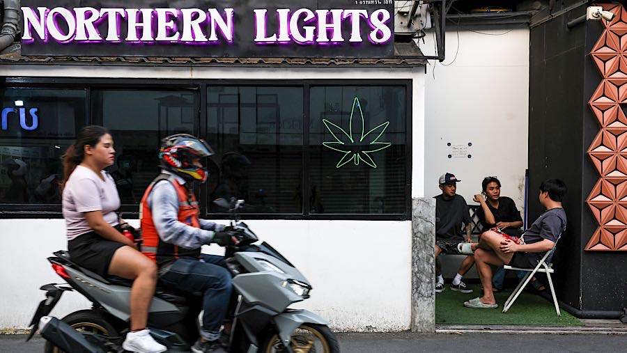 Para pemuda mengonsumsi tanaman ini secara mandiri untuk mengatasi depresi, tetapi kondisi mereka justru memburuk. (Valeria Mongelli/Bloomberg)