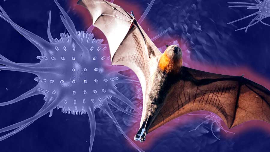 Ilustrasi virus Nipah (Diolah)