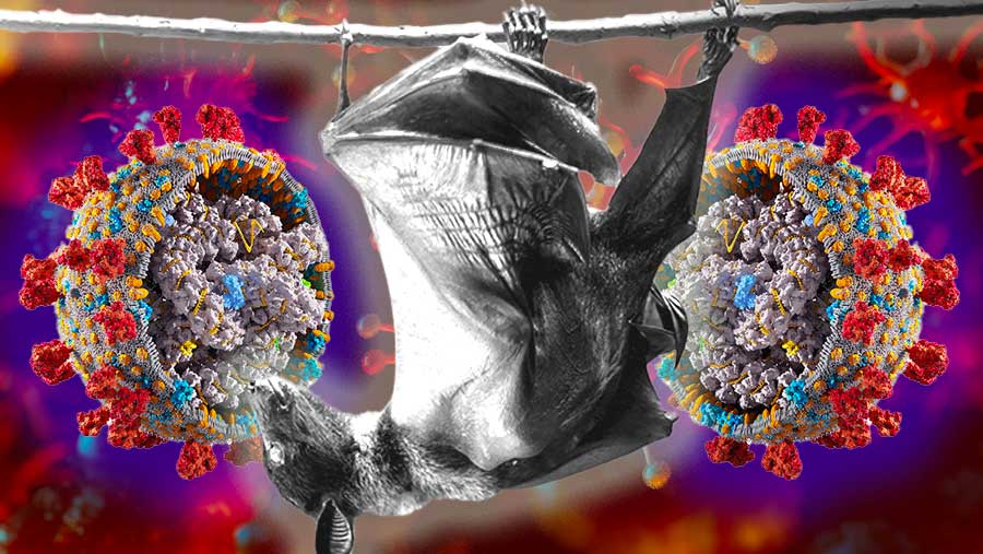 Ilustrasi virus Nipah (Diolah)