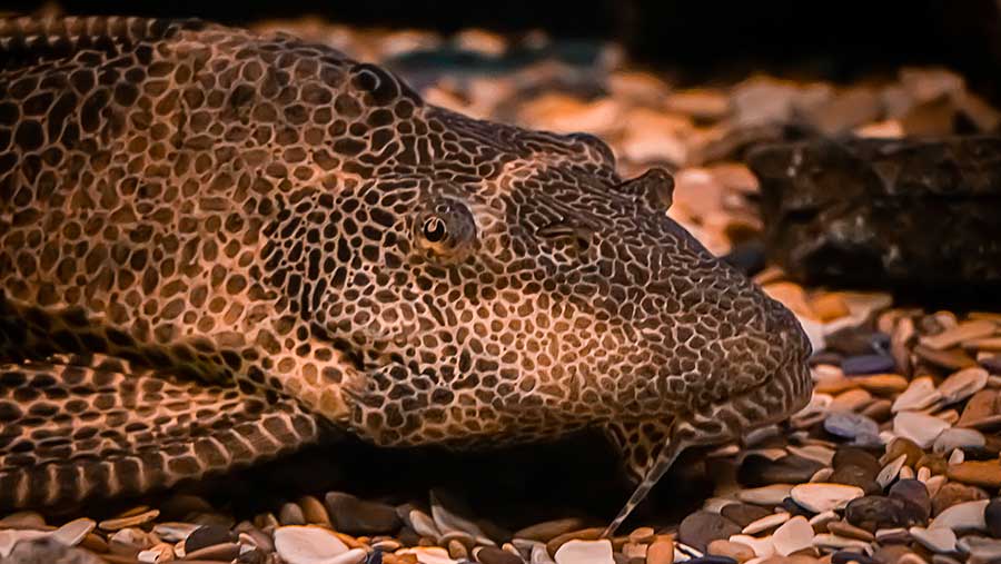 Ilustrasi ikan sapu-sapu (Envato)