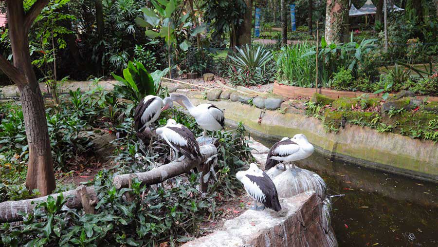 Kebun Binatang Bandung (Dok. Humas Kota Bandung)