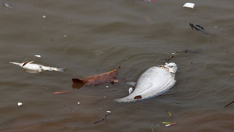 Ikan mati akibat pencemaran limbah kimia di Sungai Cisadane, Tangerang, Rabu (11/2/2026). (Bloomberg Technoz/Andrean Kristianto)