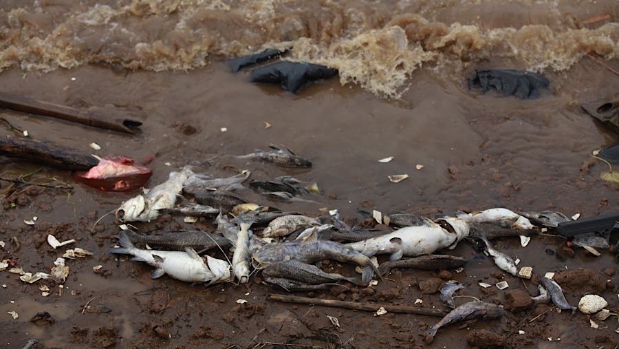 Ikan mati akibat pencemaran limbah kimia di Sungai Cisadane, Tangerang, Rabu (11/2/2026). (Bloomberg Technoz/Andrean Kristianto)