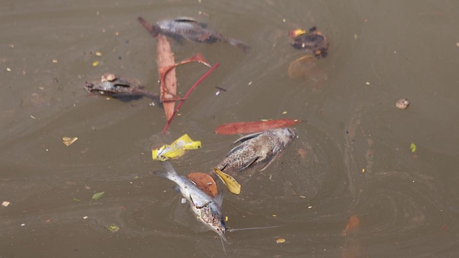 Sejumlah ikan di Sungai Cisadane, Tangerang, Banten, masih ditemukan mati mengambang  (Bloomberg Technoz/Andrean Kristianto)