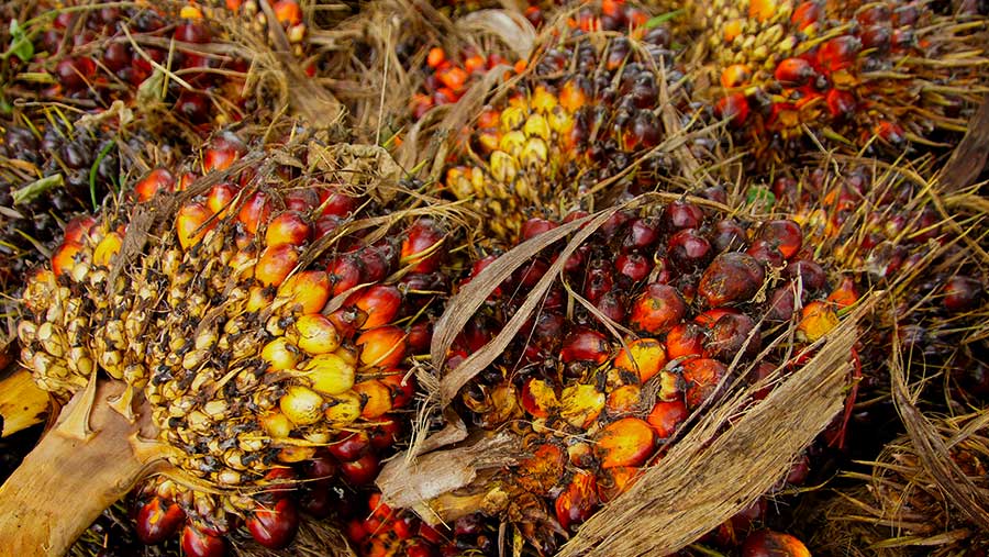 Ilustrasi CPO (Envato)