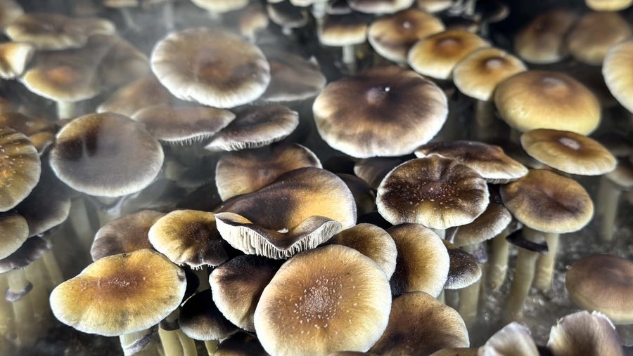 Jamur halusinogen (magic mushrooms). (Sumber: Bloomberg)