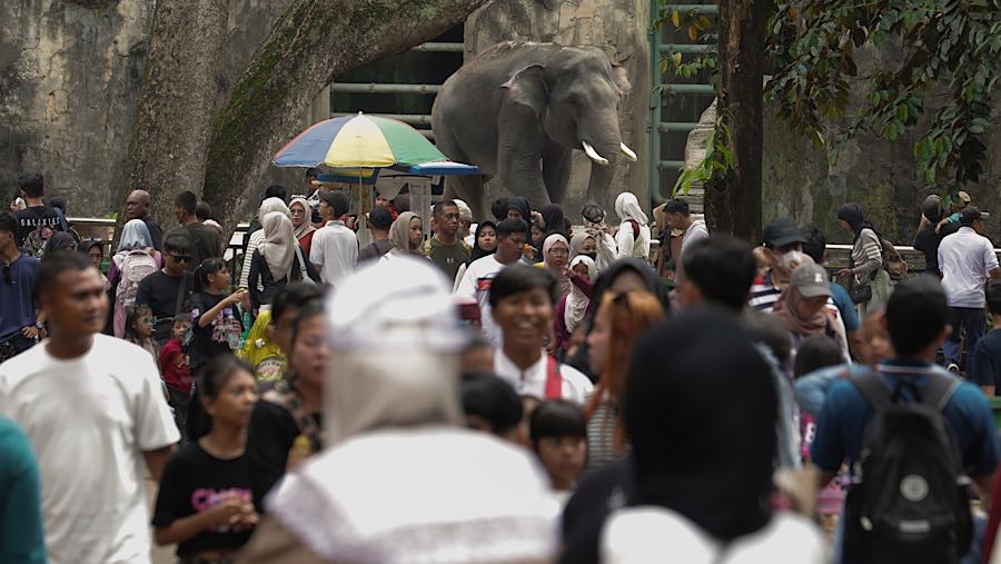 Pengunjung melihat gajah ketika berwisata di Taman Margasatwa Ragunan, Jakarta, Minggu (22/3/2026). (Bloomberg Technoz/Andrean Kristianto)