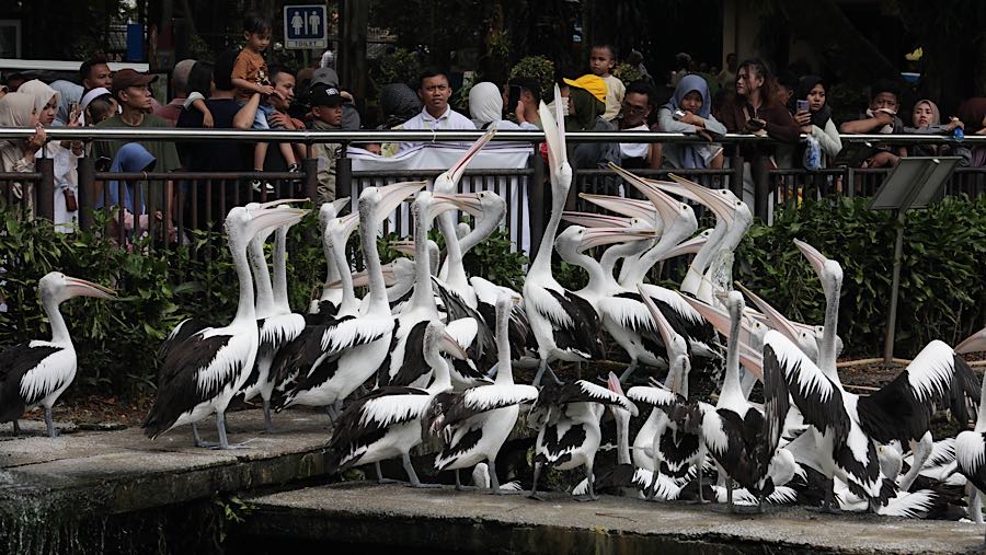 Pada pukul 11.00 WIB, tercatat sebanyak 37.000 pengunjung telah datang ke Ragunan. (Bloomberg Technoz/Andrean Kristianto)