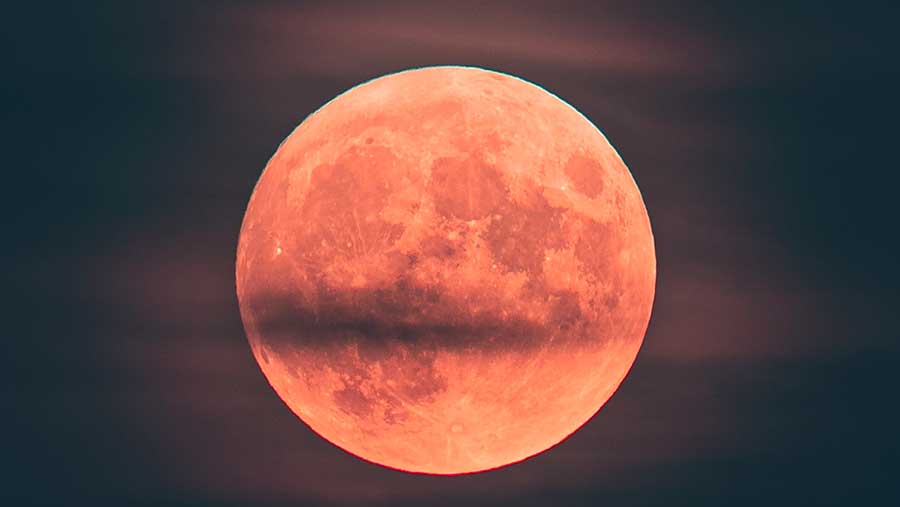 Ilustrasi Pink Moon (Envato)