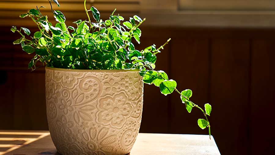 Ilustrasi tanaman (Envato)