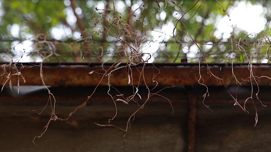 Tumbuhan dan akar liar terlihat di sekitar area peron Stasiun Mampang. (Bloomberg Technoz/Andrean Kristianto)