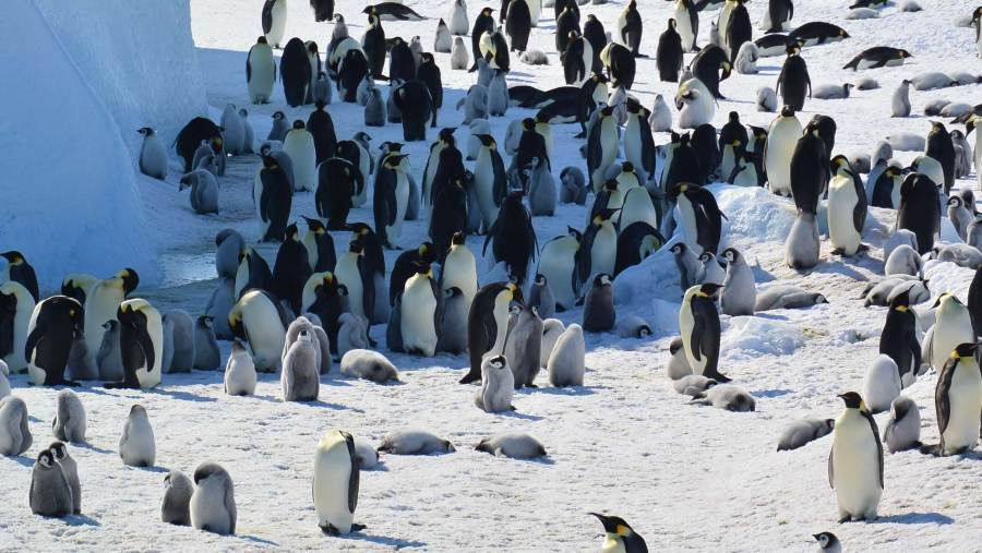Penguin Kaisar atau emperor penguin. dok: IUCN 