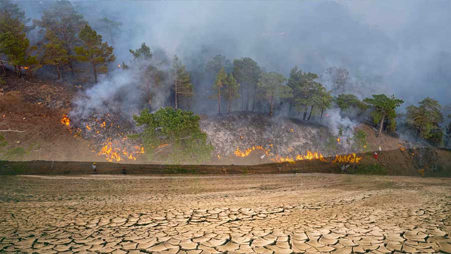 El Nino 2026, Pemerintah Siapkan Rekayasa Cuaca, Antisipasi Kebakaran Hutan. (Diolah dari Berbagai Sumber)