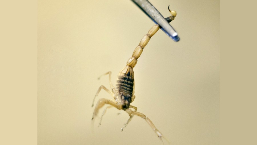 Satwa kalajengking Deathstalker di laboratorium Latoxan SAS di Valence, Prancis. Balint Porneczi/Bloomberg
