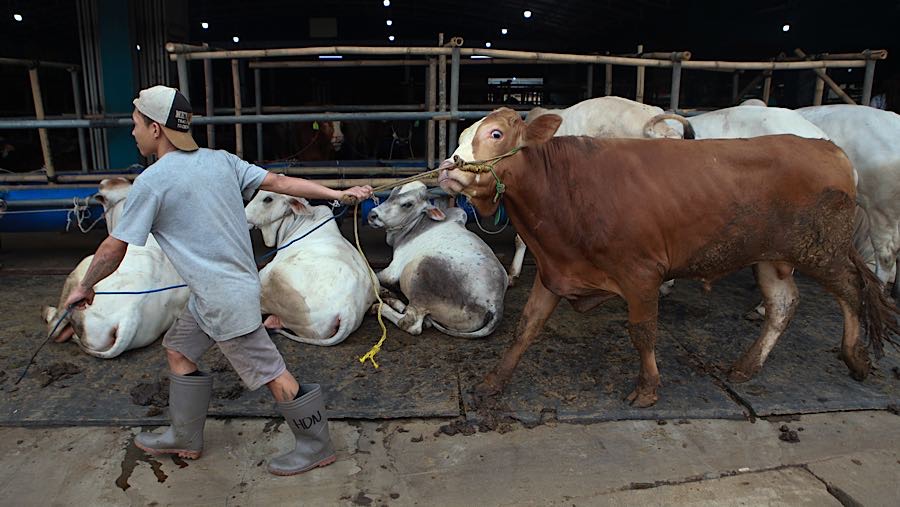 Pengelola mengaku kehadiran SPG hewan kurban meningkatkan penjualan hingga 30%. (Bloomberg Technoz/Andrean Kristianto)