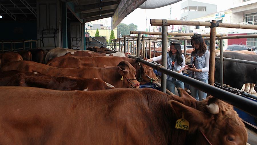 Tenaga pemasaran (SPG) berpakaian ala pramugari mendata sapi kurban di Kelapa Dua, Depok, Jawa Barat, Jumat (8/4/2026). (Bloomberg Technoz/Andrean K)