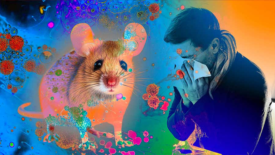 Kemenkes Ada 23 Kasus Hantavirus di Indonesia Pada 2024-2026, Tiga Meninggal (Diolah)