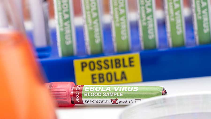 Ilustrasi virus Ebola (Envato)