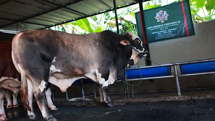 Sapi kurban Presiden Prabowo Subianto di Cipayung, Tangerang Selatan, Selasa (19/5/2026). (Bloomberg Technoz/Andrean Kristianto)