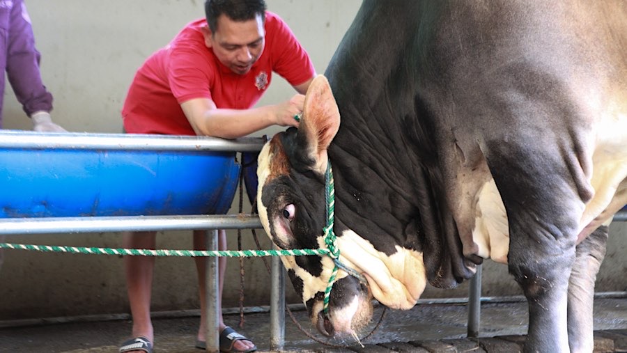 Sapi kurban Presiden Prabowo tersebut memiliki bobo 1050 kg dengan jenis Pegon cross. (Bloomberg Technoz/Andrean Kristianto)