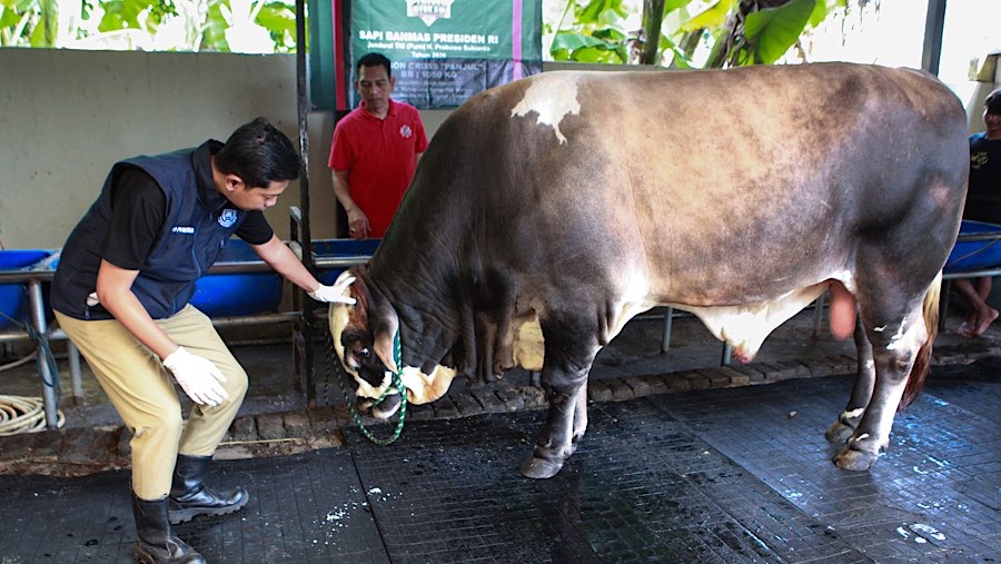 Sapi bernama Panjul tersebut merupakan salah satu hewan kurban yang dibeli Presiden Prabowo untuk Iduladha nanti. (Bloomberg Technoz/Andrean)