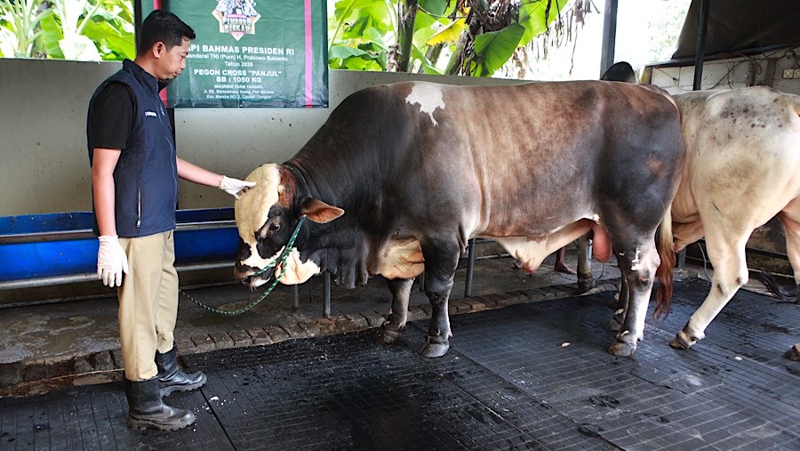 Dokter hewan memeriksa kesehatan sapi kurban Presiden Prabowo Subianto di Cipayung, Tangerang Selatan, Selasa (19/5/2026). (Bloomberg Technoz/Andrean)