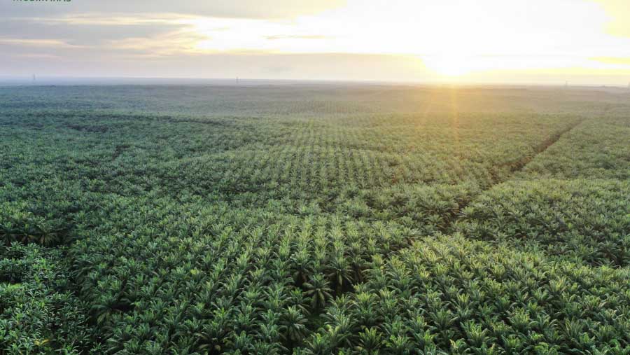 Kebun Sawit Musim Mas (Dok. Musim Mas)