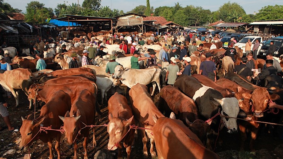 Pedagang menjajakan hewan jelang Iduladha di Pasar Hewan Jonggol,, Jawa Barat, Kamis (21/6/2026). (Bloomberg Technoz/Andrean Kristianto)