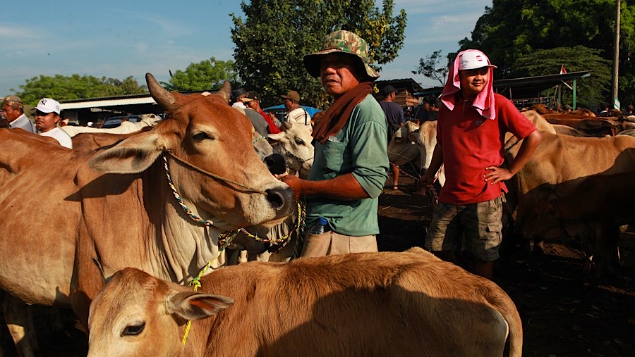 Pasar hewan Jonggol adalah pusat jual beli ternak terbesar kedua di Jawa Barat setelah Pasar Hewan Purwakarta. (Bloomberg Technoz/Andrean Kristianto)