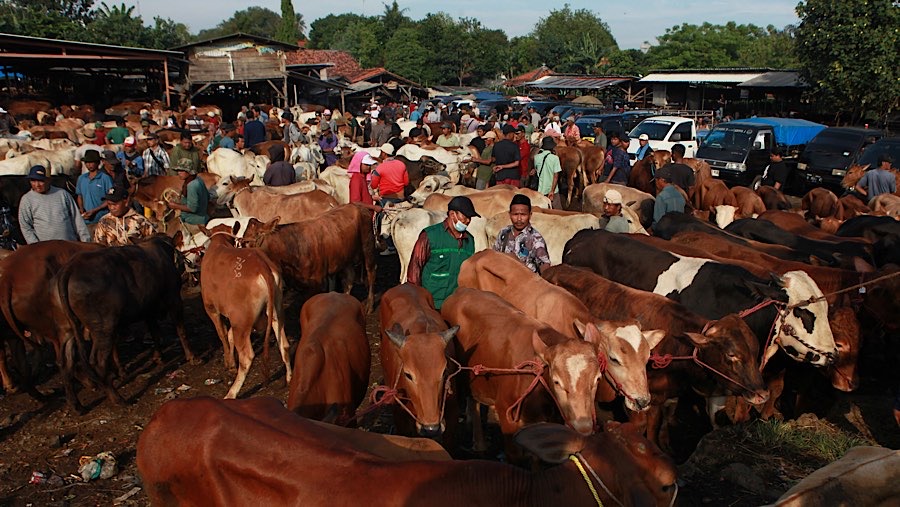 Pedagang mendamping calon pembeli sapi di Pasar Hewan Jonggol, Kanupaten Bogor, Jawa Barat, Kamis (21/6/2026). (Bloomberg Technoz/Andrean Kristianto)