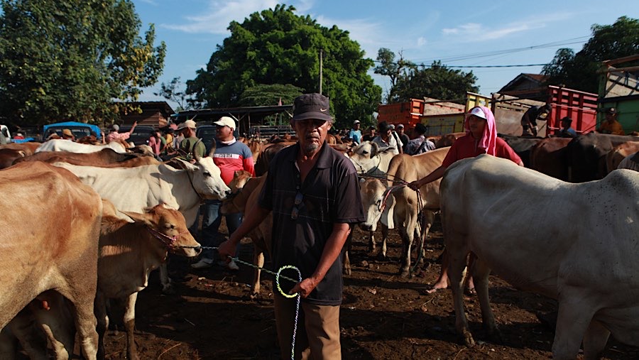 Menurut pedagang di pasar ini tidak menjual berdasarkan bobot hewan tereebut. (Bloomberg Technoz/Andrean Kristianto)