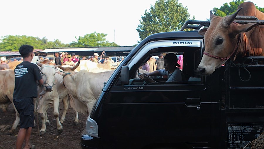 Sedangkan untuk hari Kamis menjadi waktu penjualan sapi, kambing, domba, hingga kerbau. (Bloomberg Technoz/Andrean Kristianto)