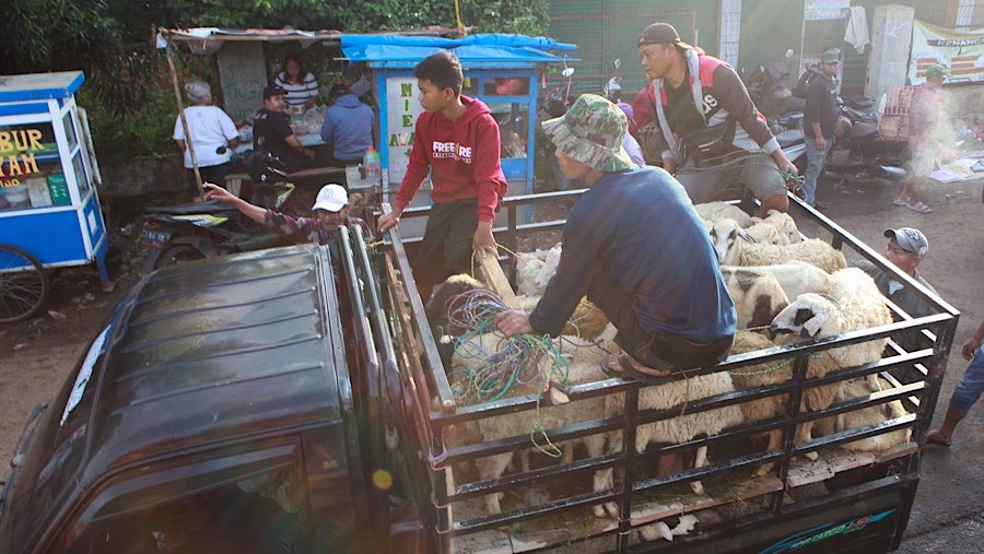 Mereka datang ke pasar hewan Jonggol dengan menggunakan truk, mobil pikap, atau motor. (Bloomberg Technoz/Andrean Kristianto)