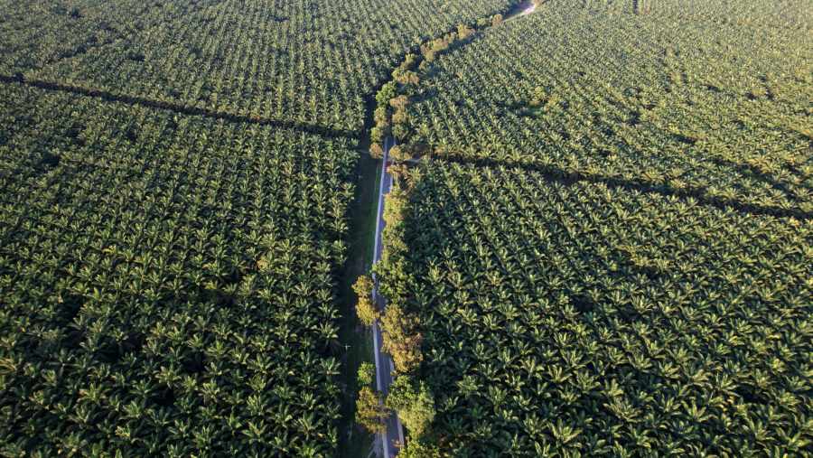 Perkebunan sawit membentang luas di Luwu Timur, Sulawesi Selatan, Indonesia. (Dimas Ardian/Bloomberg)
