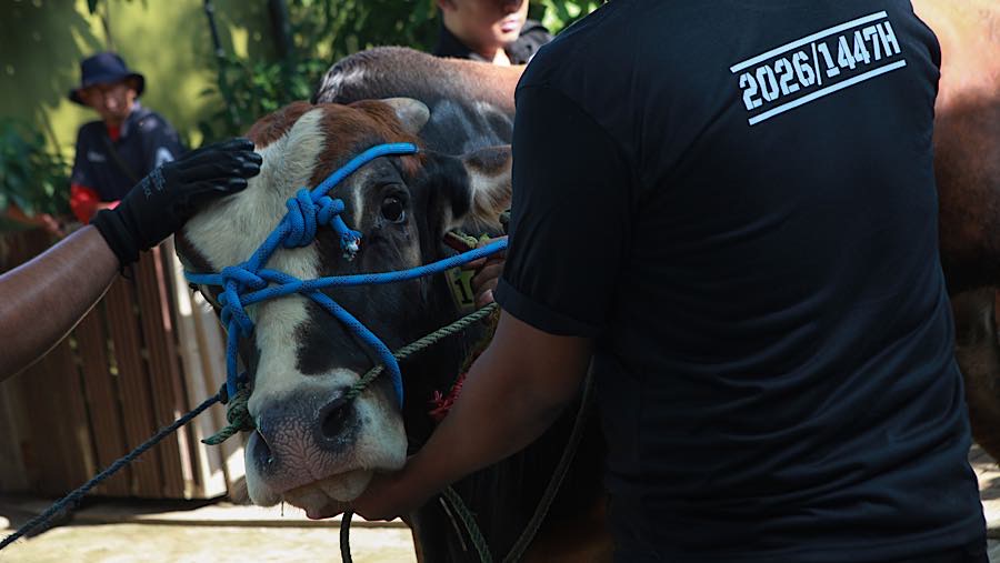 Usai melaksanakan salat Iduladha 1447 umat muslim melaksanakan penyembelihan hewan kurban seperti sapi, kambing, dan domba. (Bloomberg Technoz/Andre)