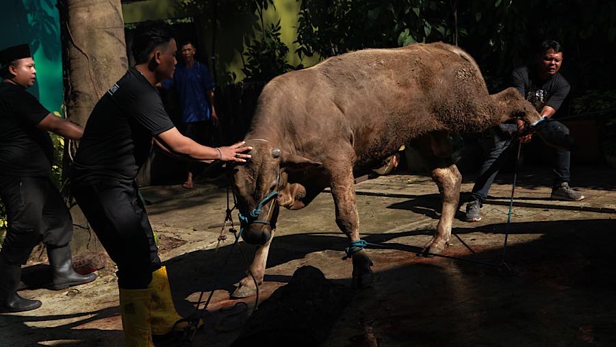 Petugas bersiap memotong hewan Kurban di Jakarta, Rabu (27/5/2026). (Bloomberg Technoz/Andrean Kristianto)