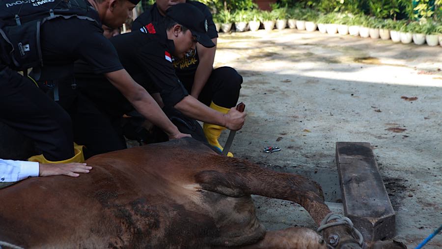 Petugas memotong hewan Kurban di Kompleks Taman Impian Jaya Ancol, Jakarta, Rabu (27/5/2026). (Bloomberg Technoz/Andrean Kristianto)