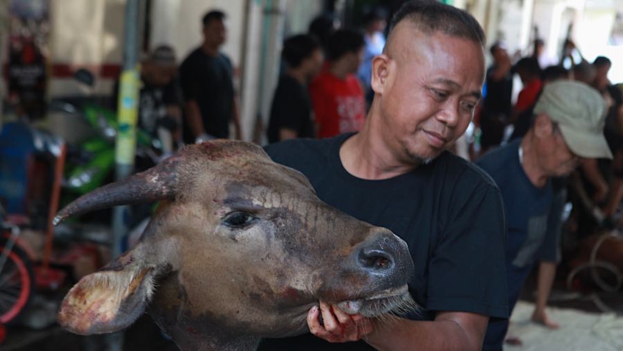 Penyembelihan hewan dilakukan oleh warga secara bergotong-royong. (Bloomberg Technoz/Andrean Kristianto)