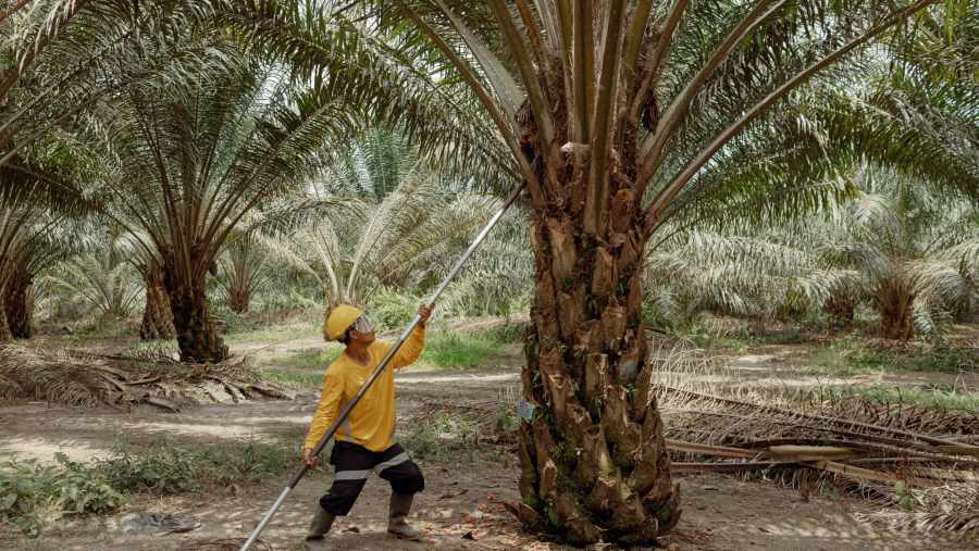 Dugaan keterlibatan Wilmar atas dugaan prakik ekspor CPO menyimpang di Indonesia telah menurunkan harga saham perusahaan. Muhammad Fadli/Bloomberg
