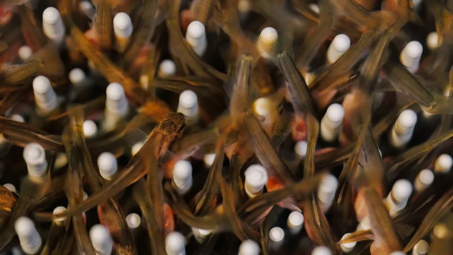 Anakan salmon di fasilitas budidaya perikanan Atlantic Sapphire di Homestead, Florida.Fotografer: James Jackman untuk Bloomberg Businessweek