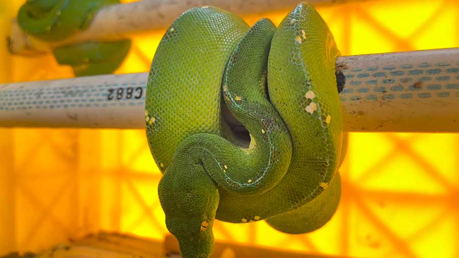 Kementerian Kehutanan bersama tim gabungan gagalkan penyelundupan 103 reptil asli Indonesia ke luar negeri. (Dok. Kemhut)