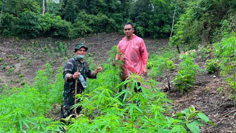 TNI Temukan Ladang Ganja Seluas 2,5 Hektar di Pegunungan Indrapuri Aceh Besar (Dok. Puspen TNI)