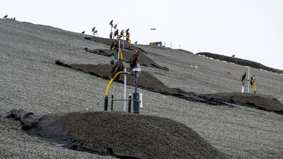 Burung elang bertengger di atas lubang ventilasi pengumpul gas metana./Bloomberg-James MacDonald