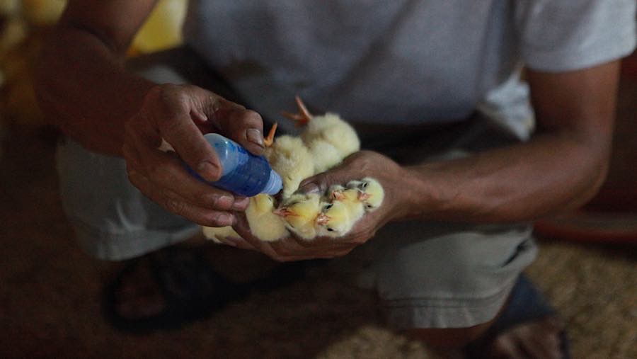Sementara harga pakan ayam broiler naik dari Rp430.000 menjadi Rp460.000 per 50 kilogram. (Bloomberg Technoz/Andrean Kristianto)