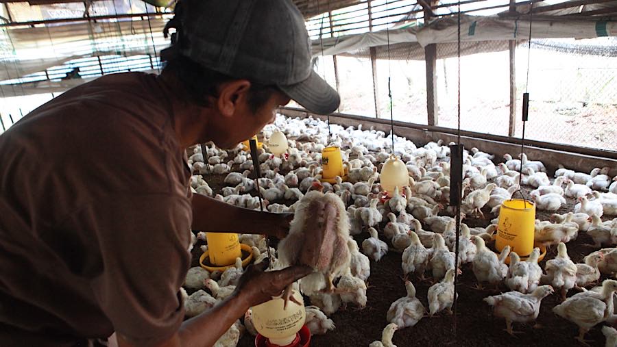 Saat ini harga ayam broiler hidup Rp17.000 ukuran 0.8 sampai 1 kg, yanh sebelumnya diharga Rp23.000 atau Rp24.000. (Bloomberg Technoz/Andrean K)