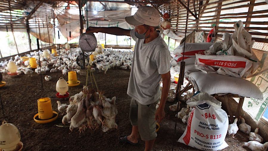 Ia mengatakan harga ayam hidup kini berada di bawah rata-rata setelah turun dalam sebulan terakhir. (Bloomberg Technoz/Andrean Kristianto)